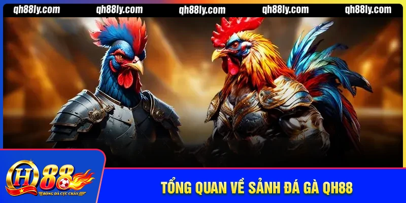 Tổng quan về sảnh đá gà QH88